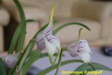 masdevallia _coriaceaDK1.jpg